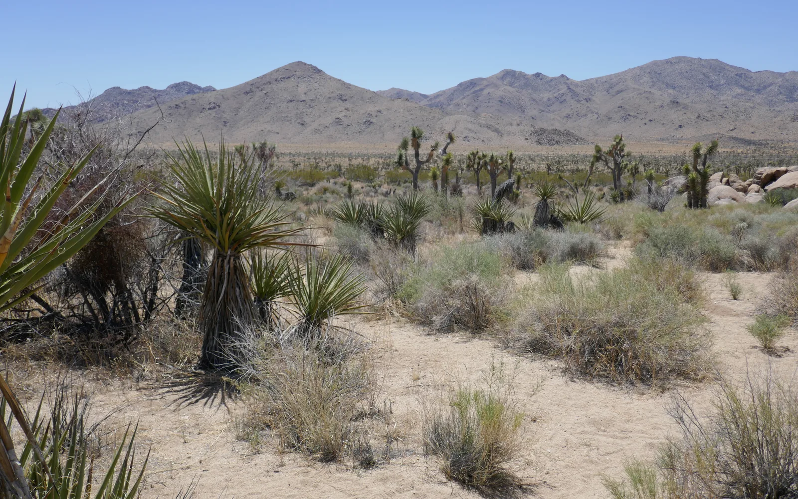 Desert landscape with sparse vegetation under clear desert sky